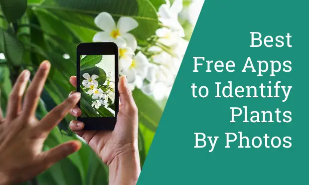 Free Apps to Identify Plants